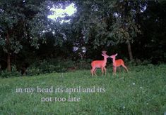 two deer standing next to each other on a lush green field