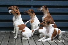 four dogs are sitting on a wooden deck