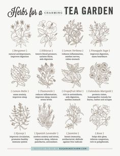 herbs for a tea garden poster with instructions on how to use them in the kitchen