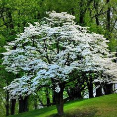 a white tree in the middle of a park