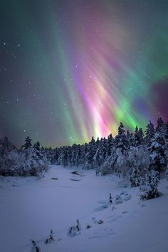 an aurora bore is seen in the sky above snow covered trees