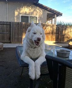 a large white dog sitting on top of a table