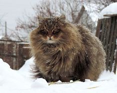 a fluffy cat sitting on top of snow covered ground