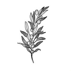 an olive branch with leaves and berries on it, drawn in black ink by hand