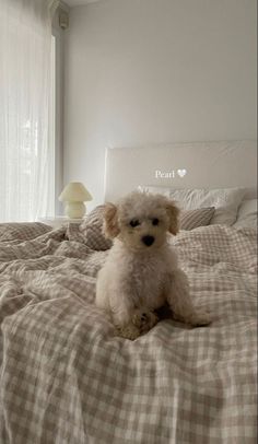 a small white dog sitting on top of a bed next to a lamp and window