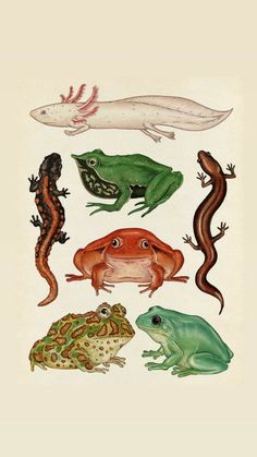 various types of frogs and lizards on a white background