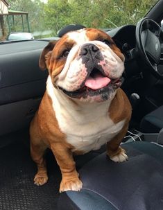 a brown and white dog sitting in the back seat of a car with its tongue hanging out