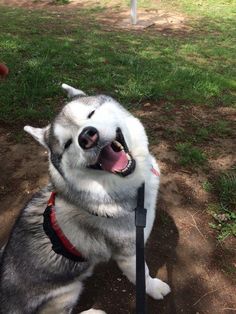 a husky dog with its mouth open and tongue out sitting on the ground in front of a sign