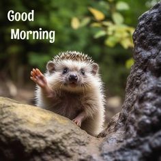 a hedgehog sitting on top of a rock next to a tree with the words good morning