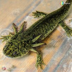 a green lizard sitting on top of a wooden table covered in dirt and algaes