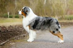 a blue merle and white dog standing on the side of a road in front of trees