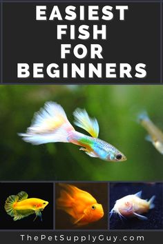 Easiest Fish To Keep Alive Easiest Fish To Take Care Of, Pet Goldfish, Tetra Fish, Fish Animal, Guppy Fish, Cleaning Fish