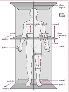 Studying Anatomy, Radiology Student, Medical School Life, Basic Anatomy And Physiology, Nurse Study Notes, Nursing Student Tips, Medical Student Study, Nursing School Survival, Human Body Anatomy