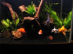 an aquarium filled with lots of different types of plants and fish in it's tank