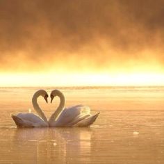 two swans in the water making a heart shape