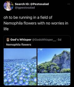 an image of blue flowers in the ocean with caption that reads, oh to be running in a field of nemophinia flowers with no words in life god '