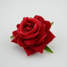 a single red rose on a white background