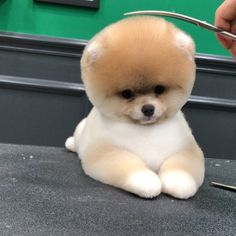 a small brown and white dog sitting on top of a counter next to a fork