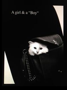 Choupette Lagerfeld Choupette Lagerfeld, Chanel Chain Bag, International Cat Day, Cat Fashion, Cat Carrier, Cat Photography, Harpers Bazaar, Crazy Cat Lady