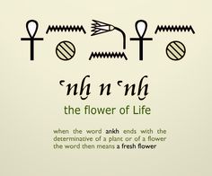 the word flower of life is written in two different languages, and has an image of flowers