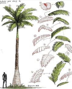 a drawing of a man standing next to a tall palm tree with lots of leaves