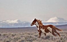 a brown and white horse running across a field with mountains in the backgroud