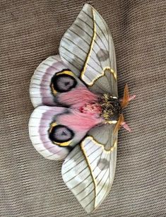 a large white and pink moth with long wings