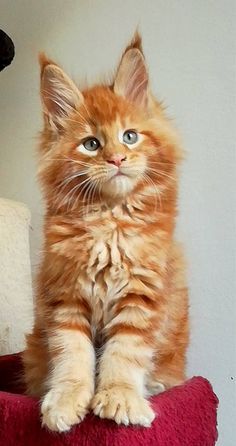 an orange kitten sitting on top of a red pillow