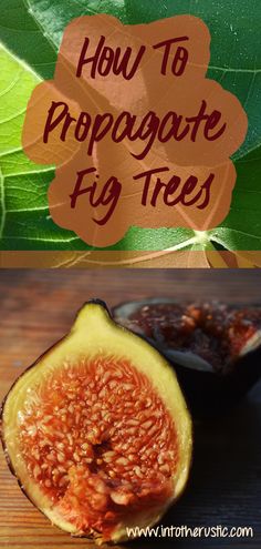 Fig Tree Propagation, Propagating Fig Tree, Propogating Plants, Tree Propagation, Fig Bush, Fig Tree Plant, Tree Props, Fruit Growing, Fig Trees