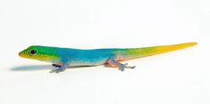 a brightly colored gecko on a white background