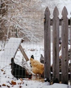 chickens and roosters in the snow behind a fenced in area with wooden posts