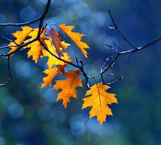 two yellow and red leaves hanging from a tree branch in the fall, black and white photo