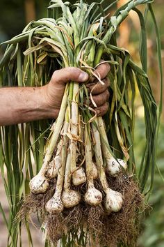 a person holding up some vegetables in their hands with roots still attached to the stems