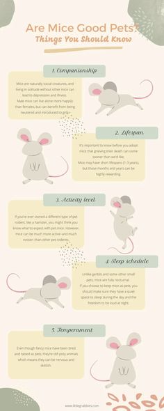 an info sheet describing the different types of mice