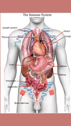 the human body with labels on its organs and their major structures, including the stomach