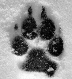 an animal's paw prints in the snow