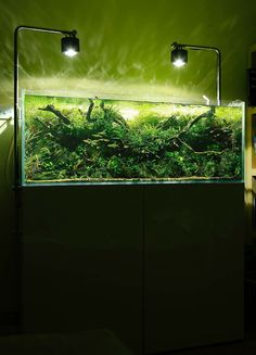 a fish tank with some plants in it and two lights on the wall above it