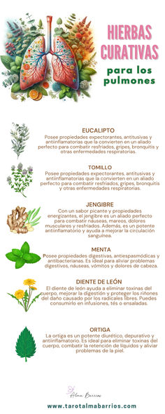 Healing Plants, Natural Teas, Natural Health Tips, Good Health Tips, Natural Home Remedies, Medicinal Herbs, Health And Beauty Tips, Medicinal Plants