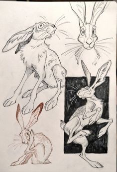 three different drawings of rabbits in black and white