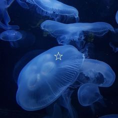 Oc Moodboard, Fav Animal, Jellyfish Pictures, Photo Walls, Blue Aesthetic Dark, Kny Ocs, Blue Core, Dark Blue Wallpaper, Desain Buklet