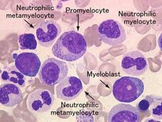 an image of some purple cells in the body and labeled with labels on them,