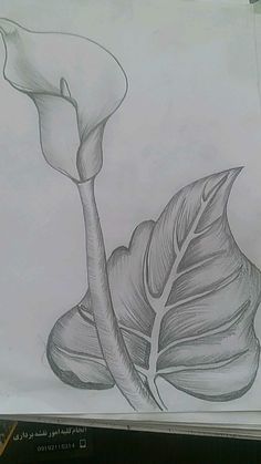 a pencil drawing of a plant with leaves