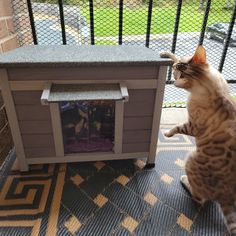 a cat standing on its hind legs in front of a dog house with the door open