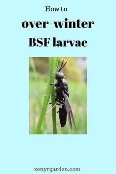 the front cover of how to over - winter bsf larve