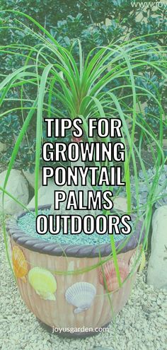 a potted plant with sea shells on it and the words tips for growing ponytailtail palms