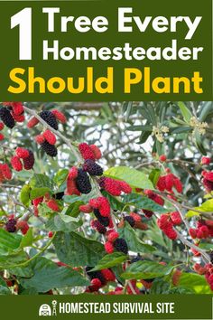 Trees are a homesteader’s best friend. They provide shelter from the sun, wind, and rain. And they often have medicinal properties. Farming Ideas, Easy Canning, Growing Trees, Survival Ideas, Farming Business, Homestead Gardens, Rocket Stove, Landscape Plants