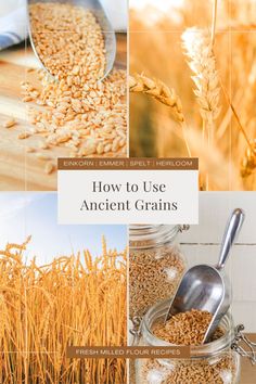 how to use ancient grains in the kitchen and on the table for baking or cooking