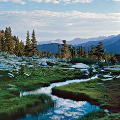 a small stream running through a lush green forest filled with rocks and grass next to tall pine trees