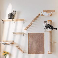 two cats sitting on top of wooden shelves with cat toys in front of them and a hammock hanging from the wall