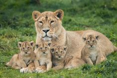 a lion and her cubs are sitting in the grass